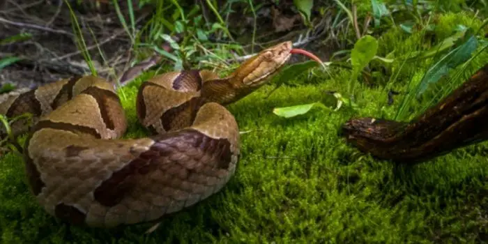 copperhead predators