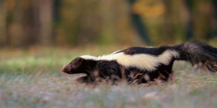 skunk sprayed outside house