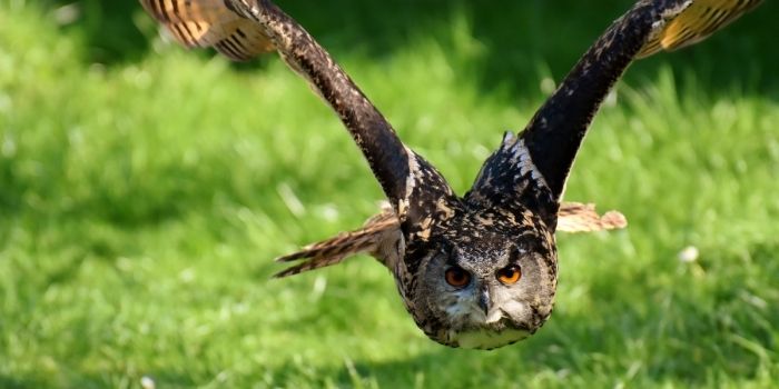 how to deter an owl from the yard