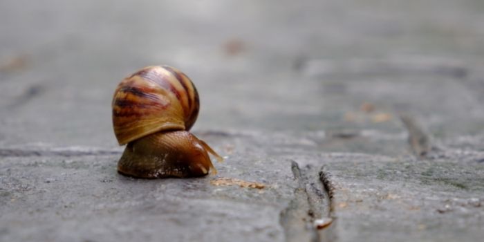 deter slugs and snails without killing