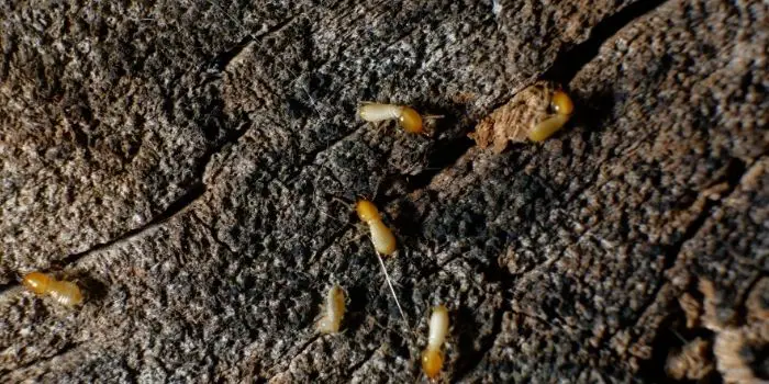 getting rid of drywood termites naturally