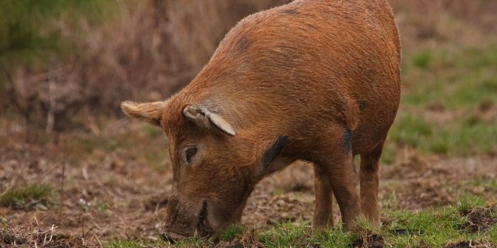 how to get rid of wild pigs in yard