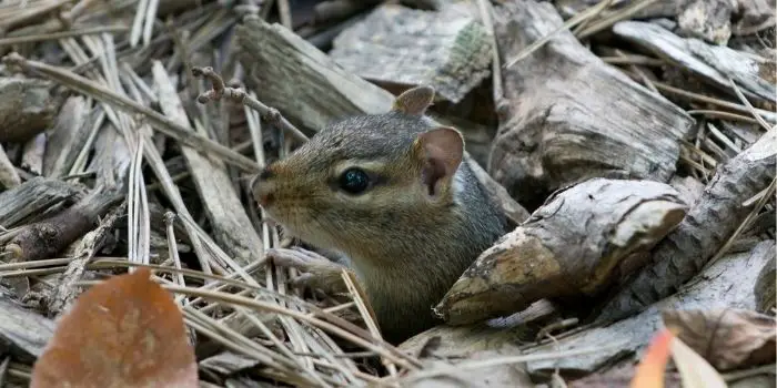 what to put in chipmunk holes