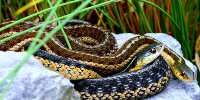 controlling garter snake infestation