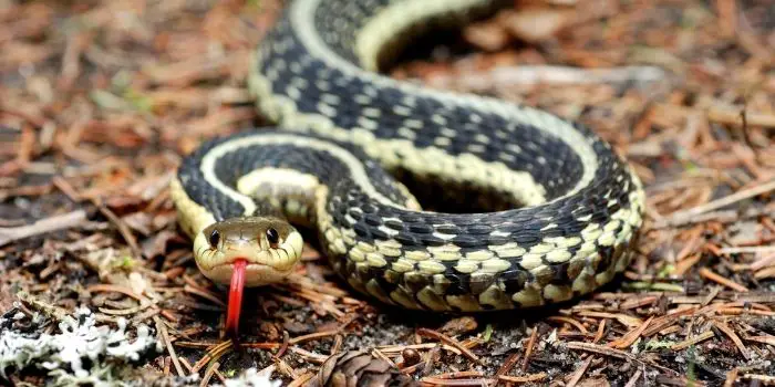 can garter snakes hurt you