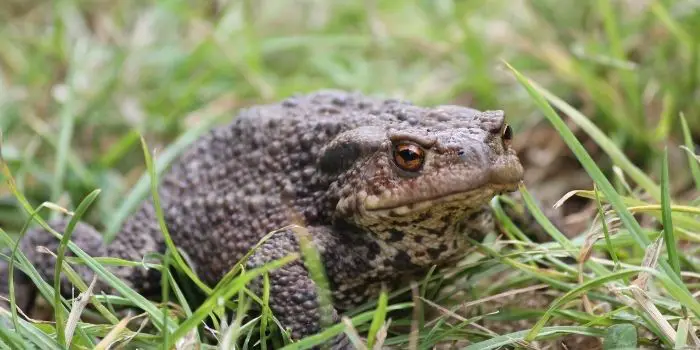 get rid of bufo toads