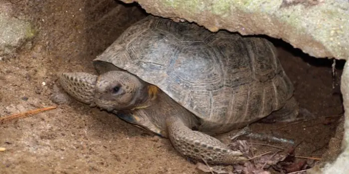 gopher tortoise burrow under house