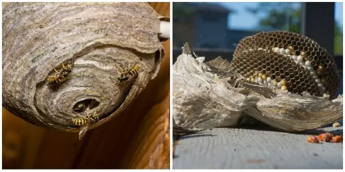 hornet nest in attic