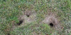 What Can You Put Down Chipmunk Holes and Tunnels?