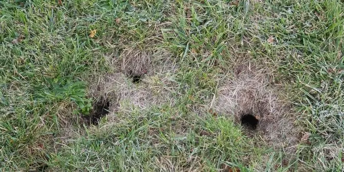 identify and fill chipmunk holes