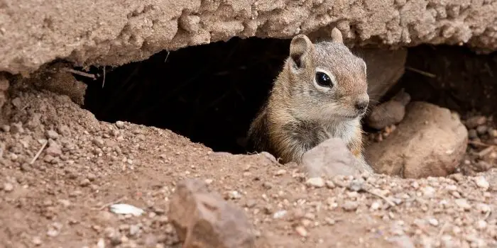 can chipmunks chew through concrete