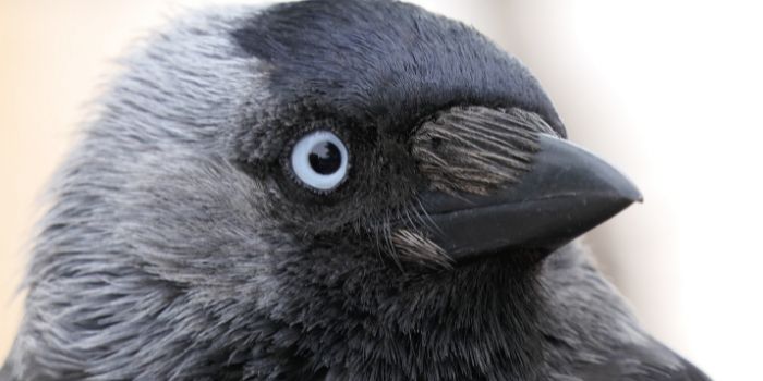 how intelligent are jackdaws