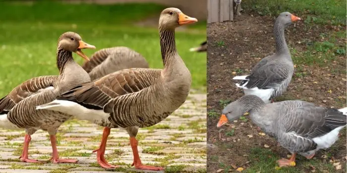 how to keep geese away from property