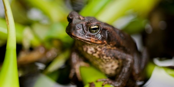 can you kill cane toads to get rid of them