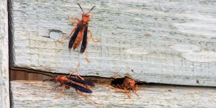 what kills red wasp