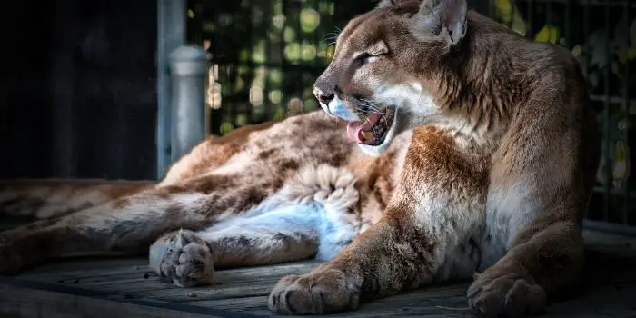mountain lion deterrent tips and ideas