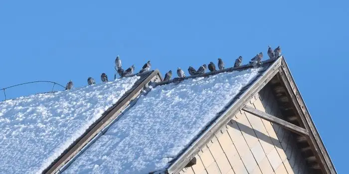 how to keep pigeons off the roof