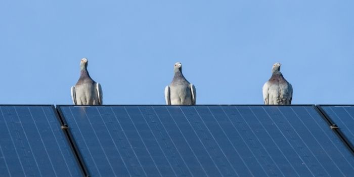how to stop pigeons roosting