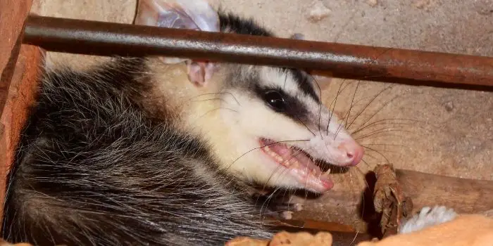opossum under house