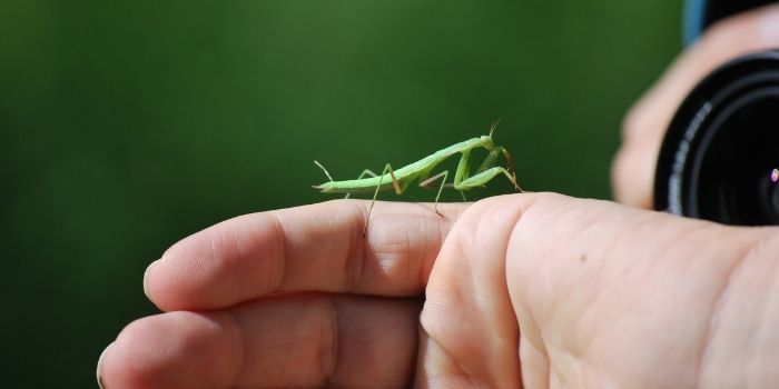 are praying mantis dangerous to humans	