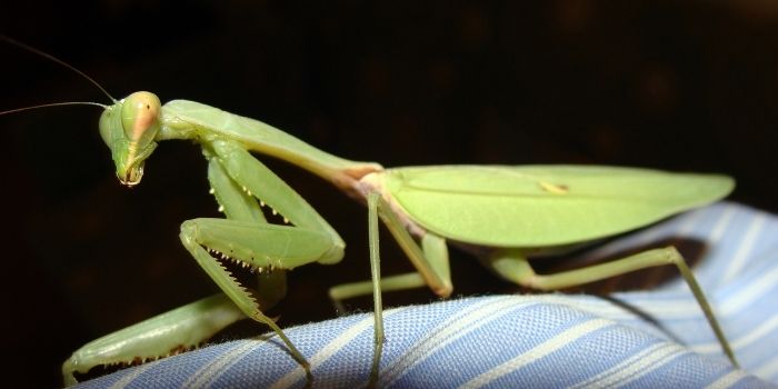 praying mantis spitting