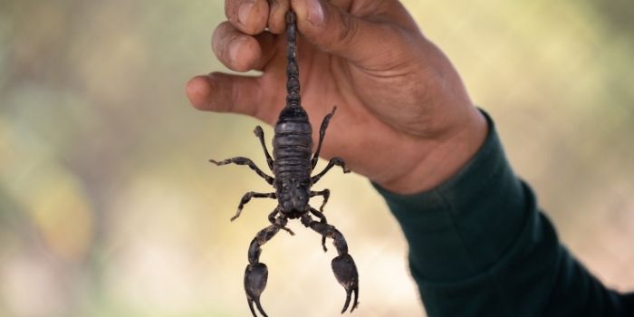 preventing scorpions from getting in your house