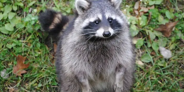 raccoon on roof