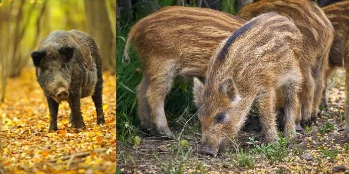 are wild boars dangerous to humans