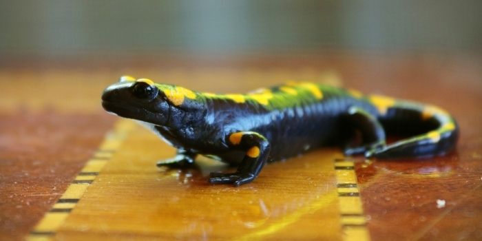 getting rid of salamander in basement