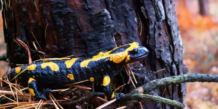 trap salamanders in your yard