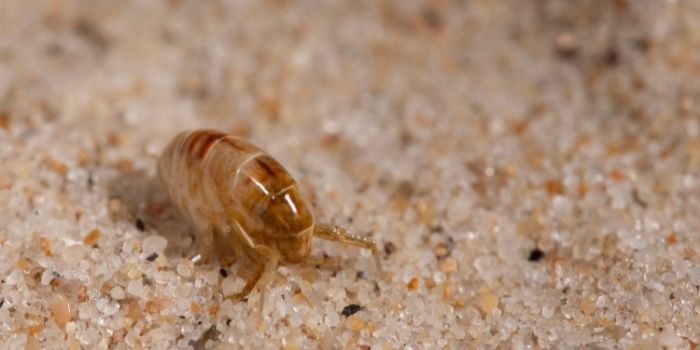 how long do sand flea bites last