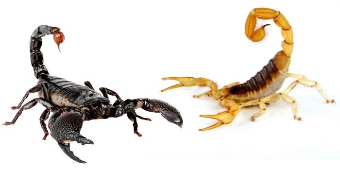 how to prevent scorpion stingers