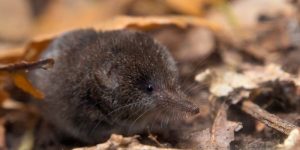 Are Shrews Poisonous to Humans - How to Get Rid of Them?