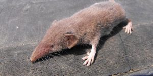 Are Shrews Poisonous to Humans - How to Get Rid of Them?