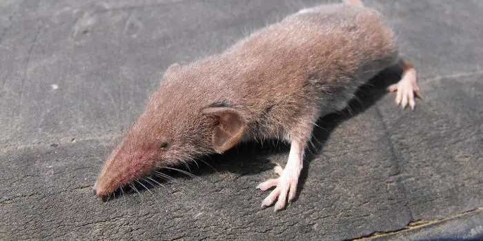 are-shrews-dangerous-to-cats-detailed-explanation-animal-world-facts