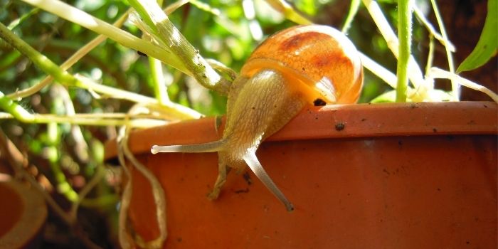 how to get rid of snails in potted plants