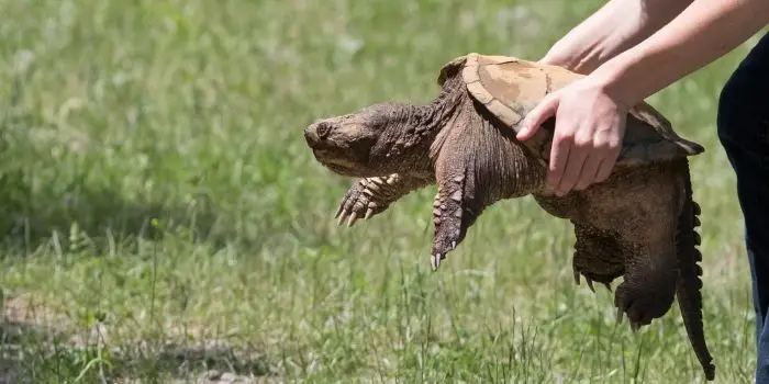 snapping turtle removal