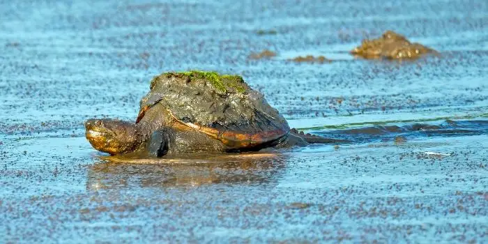 how to keep snapping turtles out of pond