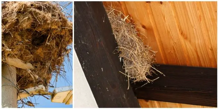 sparrow nest removal