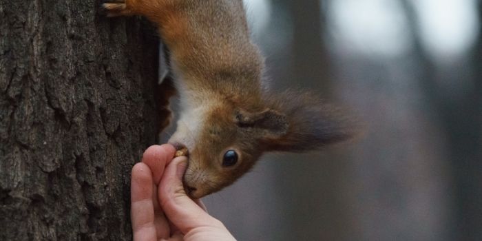 what to do if bitten by a squirrel