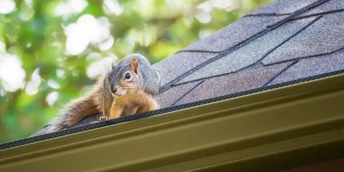 how to get rid of squirrels in attic without killing them