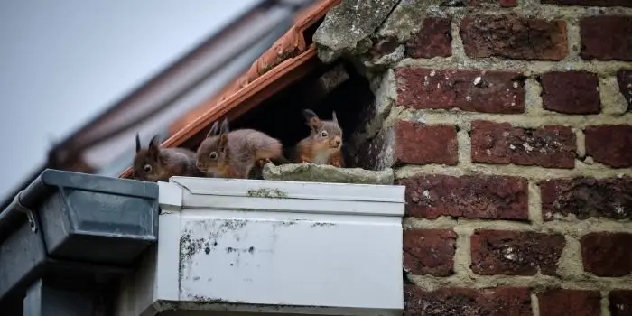 how do you get squirrels out of your attic and walls