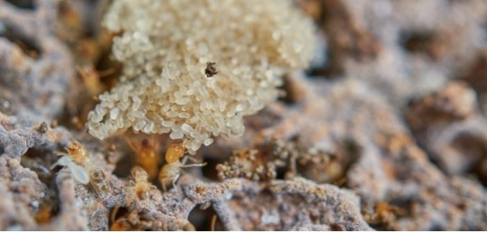 termite swarmer size