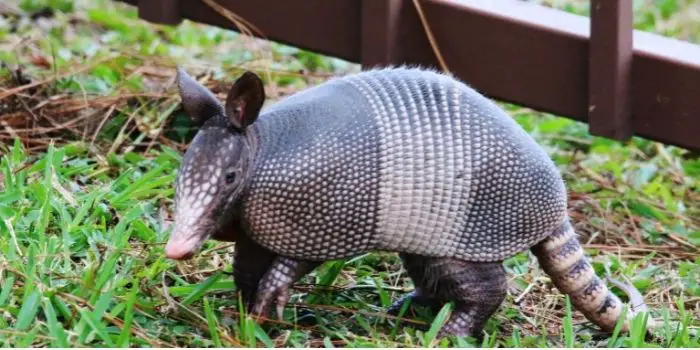 how do you trap an armadillo in the yard