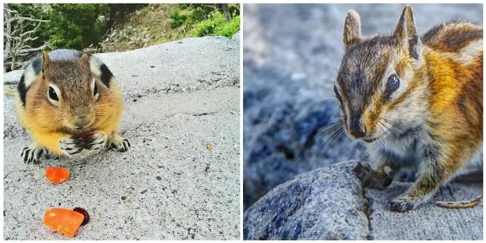 what bait to trap chipmunk