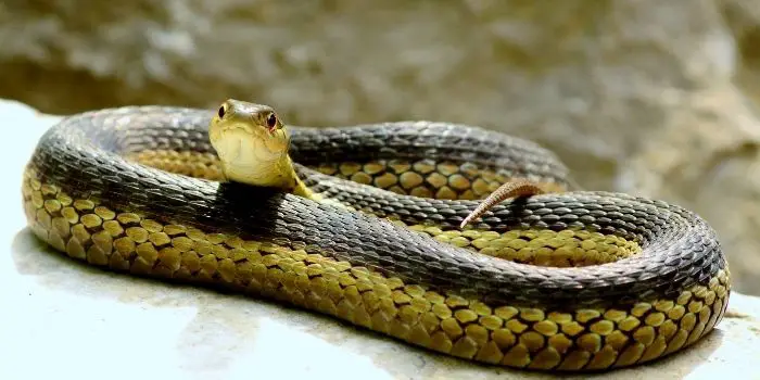 how to catch a garter snake