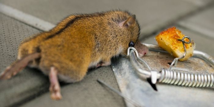 trapping a vole in the house