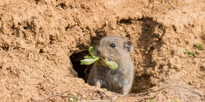 are voles poisonous