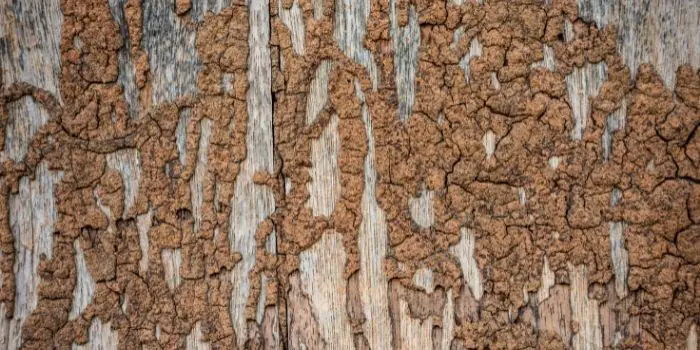 signs of wall termites