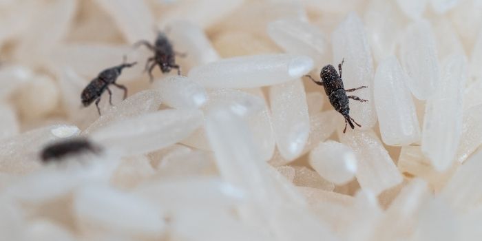 weevils in pantry